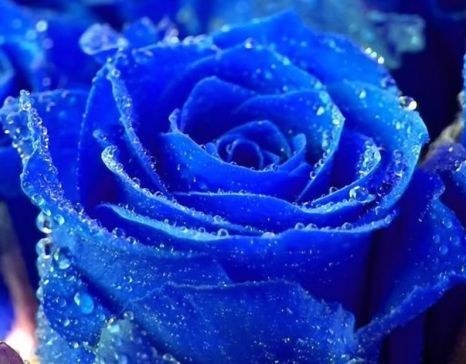 Rose blau Rose blue seeds