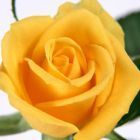 Rose gelb Rose jaune graines