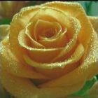 Rose gold  semi