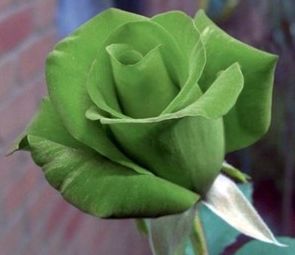 Rose gruen Rose green seeds