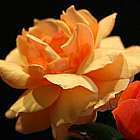 Rose orange Rose orange graines