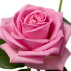 Rose pink spot Rose dunkelrosa Samen