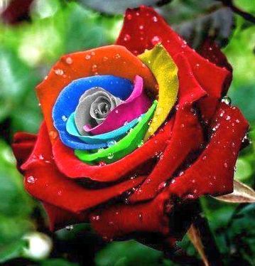 Rose regenbogen Rose rainbow seeds