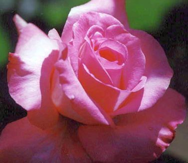 Rose rosa Rose pink seeds