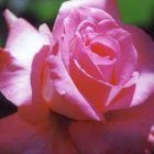 Rose rosa rosa rosa semi