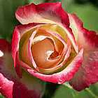 Rose rot-gelb Rose ray? rouge et jaune graines