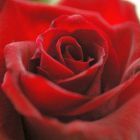 Rose rot Rose roja semillas
