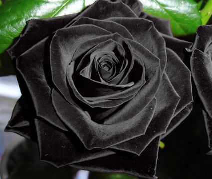 Rose schwarz Rose black seeds