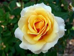 Rose yellow white Rose yellow-white seeds