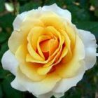 Rose yellow white  semi