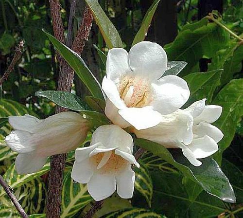 Rothmannia globosa Gardenia tree seeds