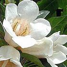 Rothmannia globosa ?rbol de gardenia semillas