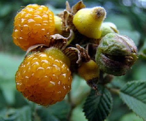 Rubus ellipticus Golden Himalayan Raspberry - Yellow Himalayan Raspberry seeds