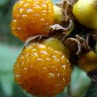 Rubus ellipticus Gelbe Himalaya-Himbeere - Himalaya-Wildhimbeere  Samen