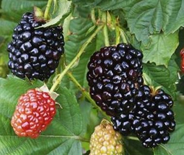 Rubus fruticosus Hull Blackberry thornless seeds