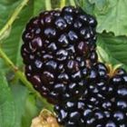 Rubus fruticosus Hull Brombeere stachellos Samen