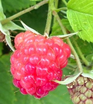 Rubus idaeus Raspberry red seeds