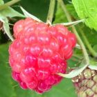 Rubus idaeus Framboise rouge graines