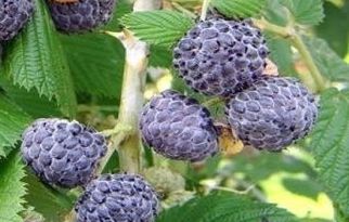 Rubus leucodermis Blue Raspberry seeds