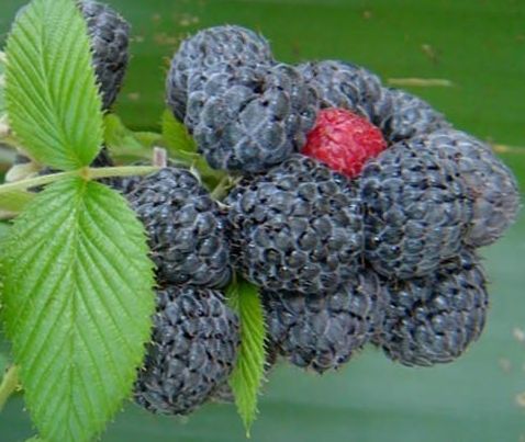 Rubus niveus Mysore raspberry seeds