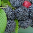 Rubus niveus