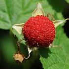 Rubus parviflorus Baie d? ? coudre graines