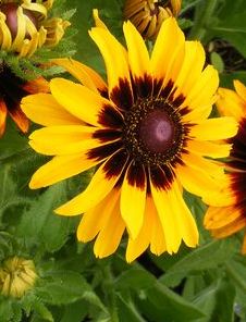 Rudbeckia hirta Denver Daisy Black-eyed Susan seeds