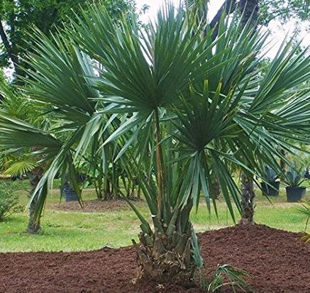 Sabal minor Dwarf Palmetto seeds