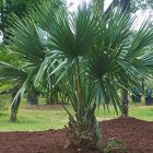 Sabal minor Nain Palmetto graines