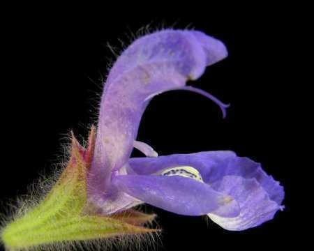 Salvia lanceolata rusty sage seeds