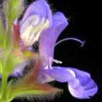 Salvia lanceolata