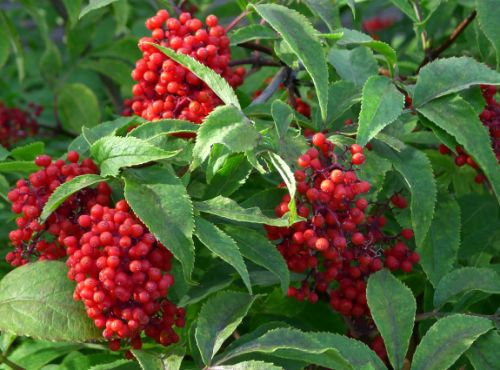 Sambucus racemosa Red Elder - Red Elderberry seeds