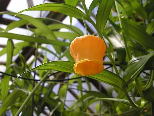 Sandersonia aurantiaca christmas bells seeds