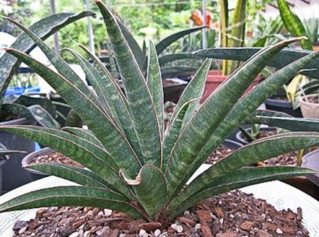 Sansevieria aethiopica snake plant seeds