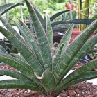 Sansevieria aethiopica Schlangenpflanze Samen