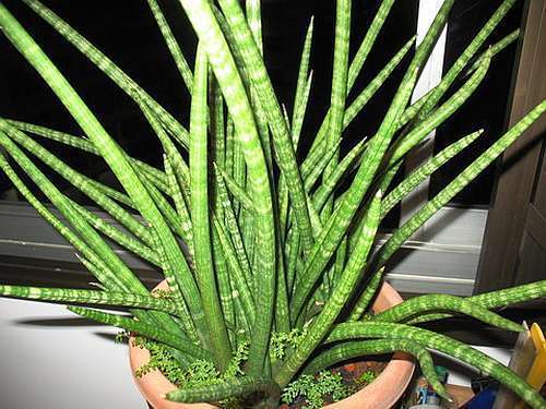 Sansevieria cylindrica Cylindrical Snake Plant - African Spear seeds