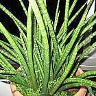 Sansevieria cylindrica  semi