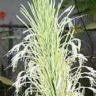Sansevieria hyacinthoides c??amo de cuerda semillas