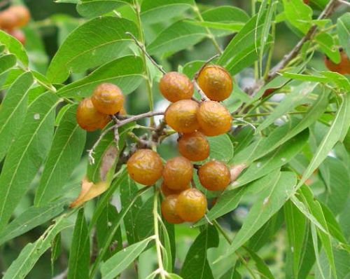 Sapindus saponaria Soapberry seeds