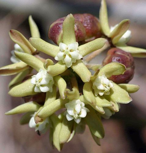 Sarcostemma viminale rapunzel plant seeds