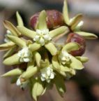 Sarcostemma viminale sinonimo: Asclepias viminalis semi