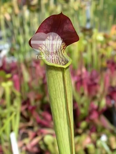 Sarracenia alata pale pitcher - pale trumpet seeds