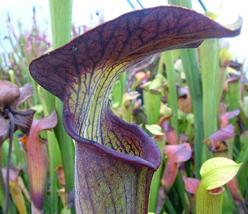 Sarracenia alata Pubescent Black pitcher plant clone Pubescent Black seeds