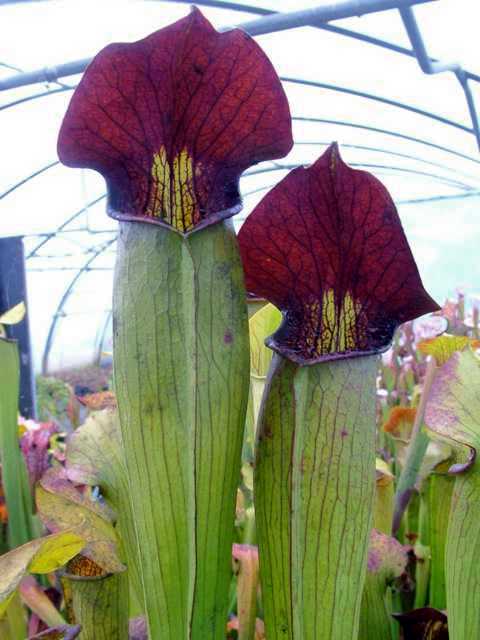 Sarracenia alata Purple Throat Giant pitcher plant seeds