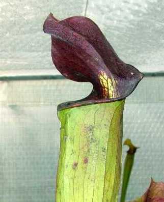 Sarracenia alata Purple Throat Giant pitcher plant seeds