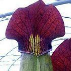 Sarracenia alata Purple Throat Giant sarrac?nie - plante carnivore graines