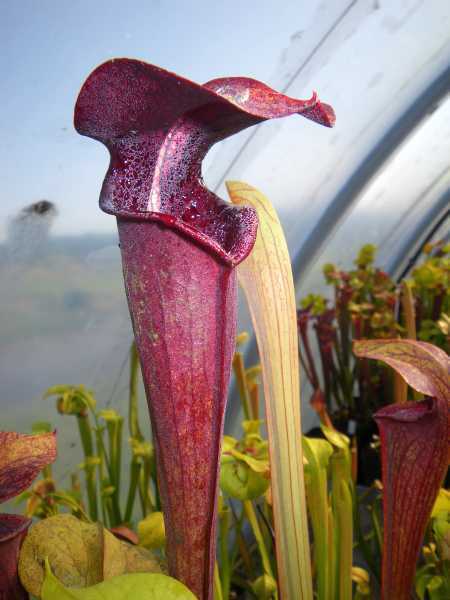 Sarracenia alata nigropurpurea pitcher plant seeds