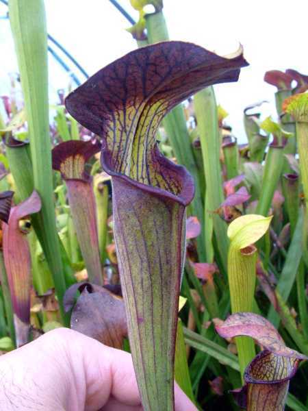 Sarracenia alata nigropurpurea pitcher plant seeds