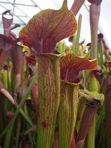 Sarracenia alata purple throat green outside pitcher plant clone atropurpurea Mk F27C seeds