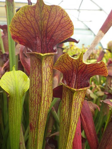 Sarracenia alata purple throat green outside pitcher plant clone atropurpurea Mk F27C seeds